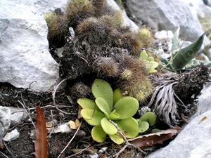 Pinguicula agnata