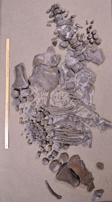 Juvenile elasmosaur discovered 2020
