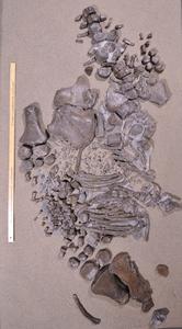 Juvenile elasmosaur discovered 2020