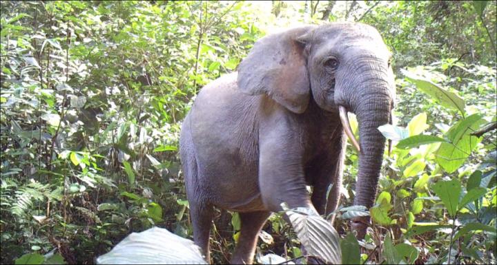 Poulsen Forest Elephants