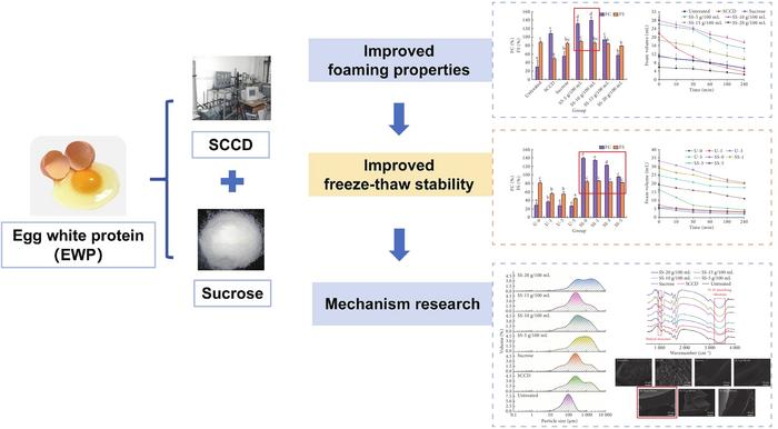 The synergistic effects and mechanism of supercritical carbon dioxide combined with sucrose treatment on the foaming properties and freeze-thaw stability of egg white protein.