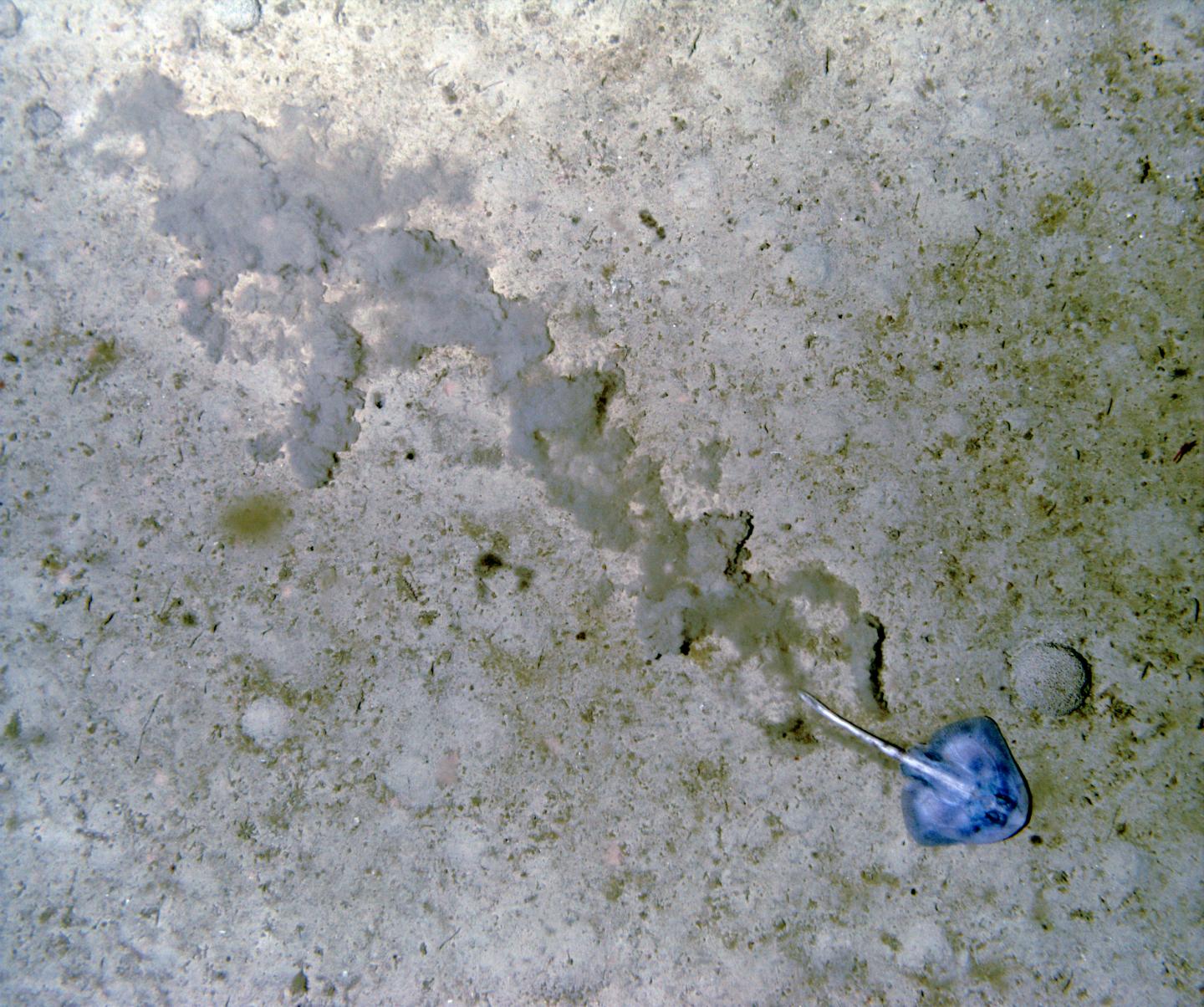 Swimming Ray