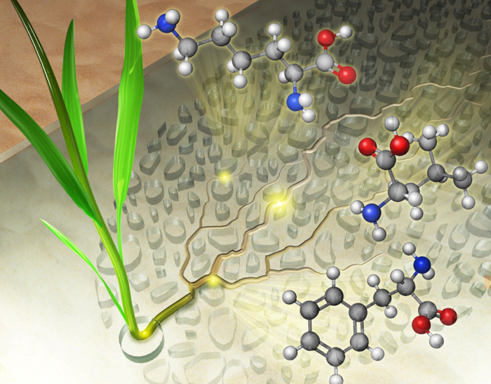 Watching Plant Roots Grow in a Transparent Simulated Soil