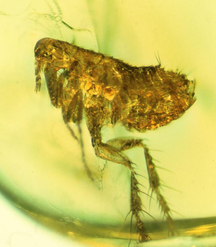 Flea in Amber