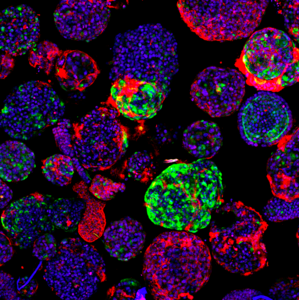 Human mini-livers
