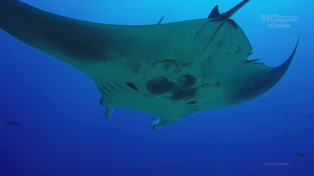 Scripps Graduate Student Discovers World's First Known Manta Ray Nursery