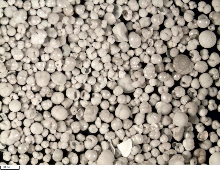 calcareous foraminifera