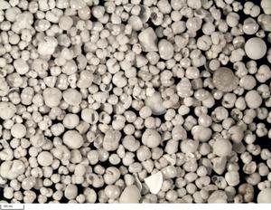 calcareous foraminifera