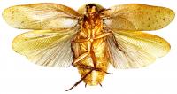 <i>Pseudophoraspis incurvata</i>