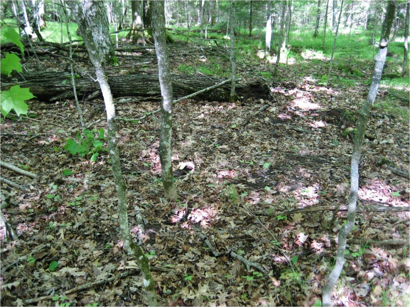 Understory with Earthworms.