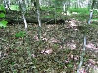 Understory with Earthworms.