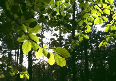 Scientists Watch Photosynthesis in Action (1 of 2)