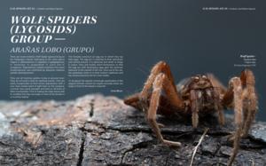Wolf Spiders Group