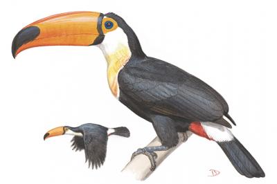 Toco Toucan