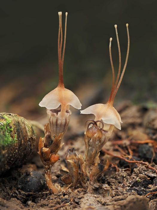 Thismia selangorensis