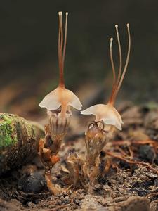 Thismia selangorensis