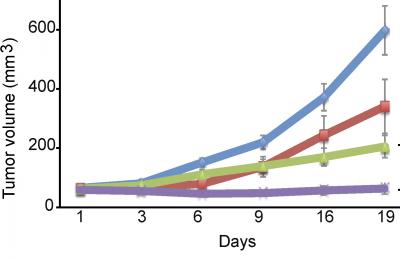Tumor Growth Halted