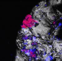Viable Cyanobacterial Cells (Red Fluorescent Signals) Attached to Rock Fragments