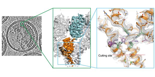 HIV's Hidden Crucial Cutting Point
