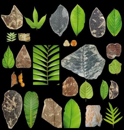 Rainforest Plants Then and Now