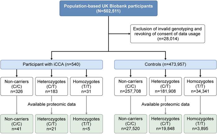 Overview of the analysed cohorts in the UK Biobank.