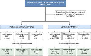 Overview of the analysed cohorts in the UK Biobank.
