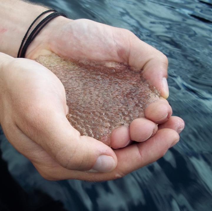 A Handful of <i>Holopedium</i> (1 of 2)