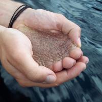 A Handful of <i>Holopedium</i> (1 of 2)