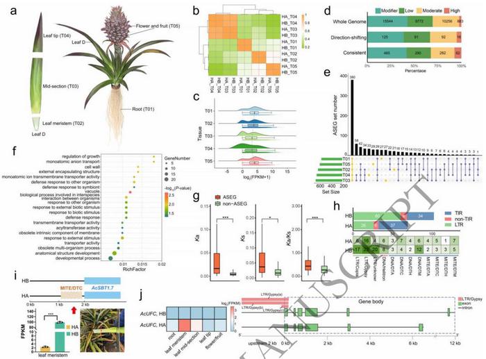 PH4-Like positively regulated the expression of citric acid and anthocyanin-related pathways genes.