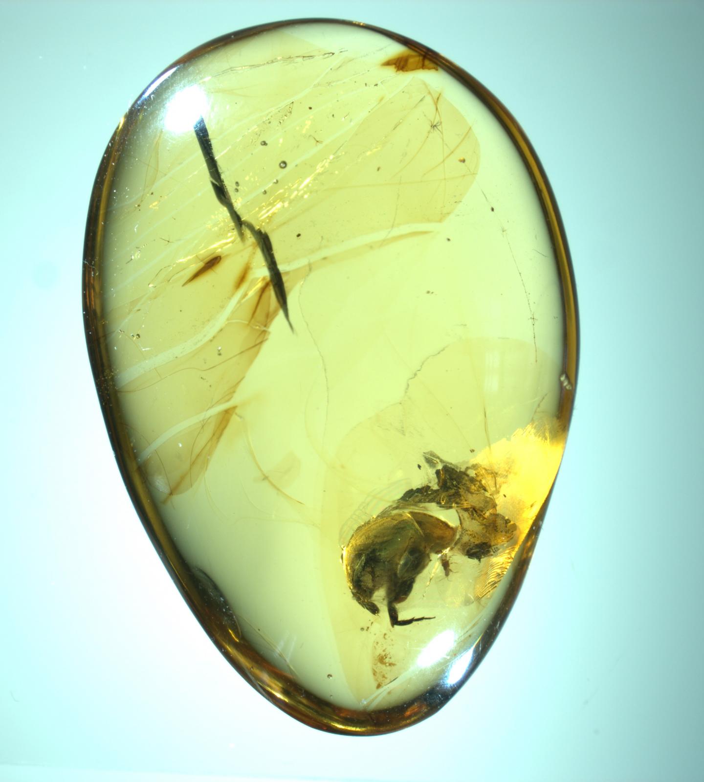 <i>A. burmitina</i> in Amber