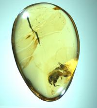<i>A. burmitina</i> in Amber