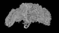 EM Fly brain