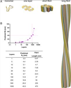 Correlation between fibril length and hydrodynamic radius