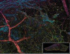 Mouse 3D Adult Neural Stem Cell Niche