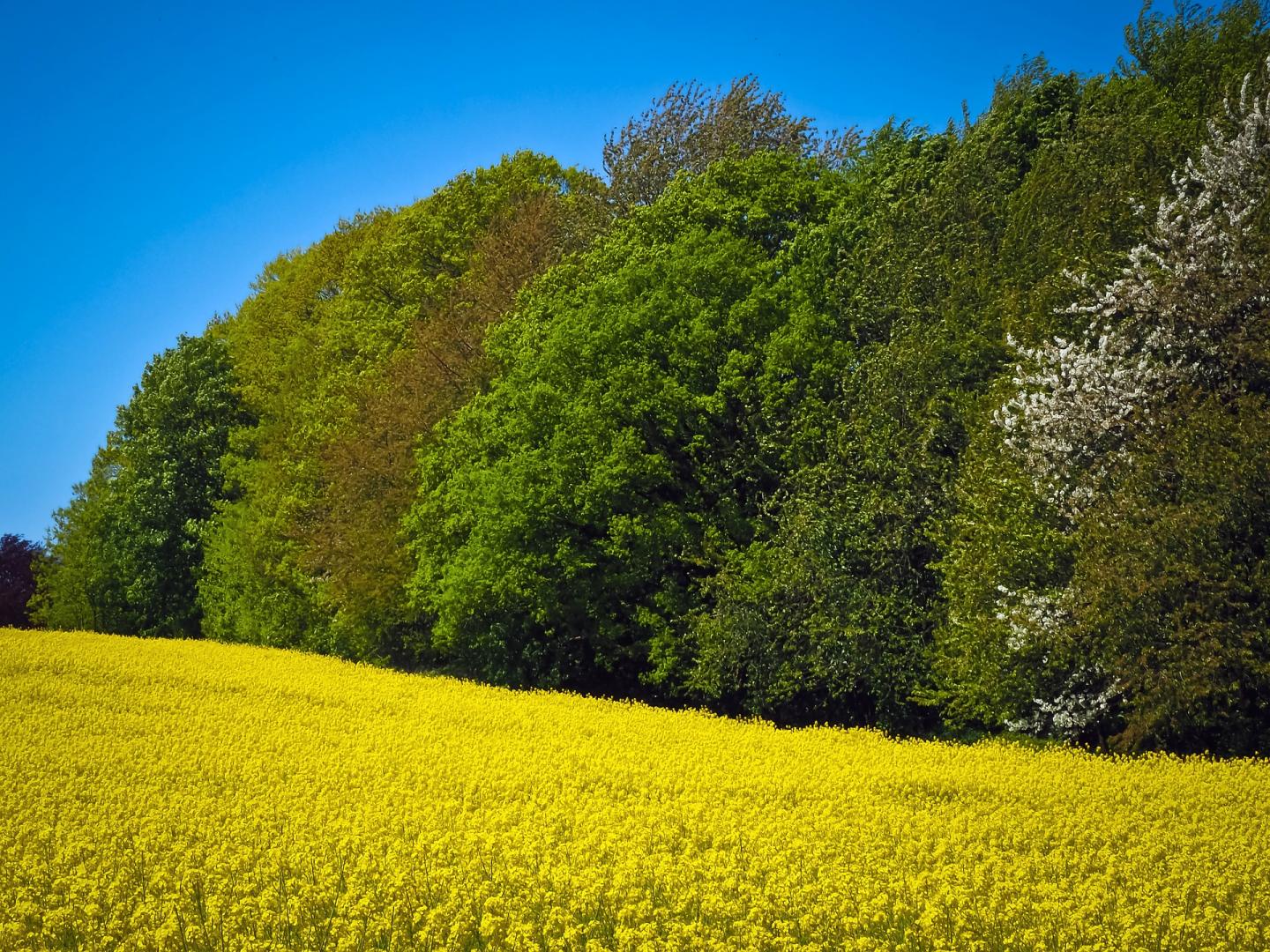 Agroforestry