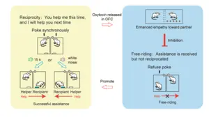 Oxytocin-mediated empathy constrains “free-riding” and stabilizes reciprocal cooperation in rats