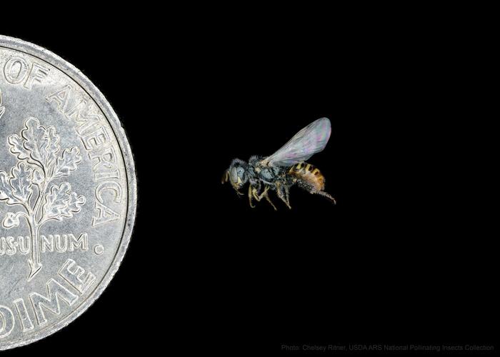USDA researchers develop near chromosome-level genome for the Mojave poppy bee