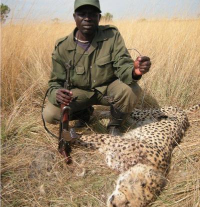 Cheetah in Snare
