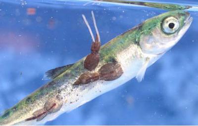 Ocean Fish Farming Harms Wild Fish, Study Says
