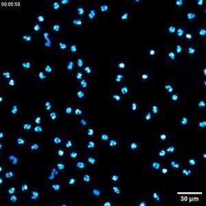 Cells follow trails of extracellular vesicles
