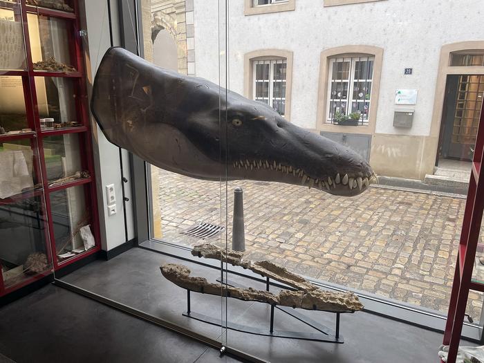 Lorrainosaurus on display