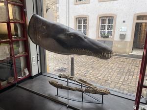 Lorrainosaurus on display