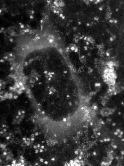 Ferritin in a Graphene Water Balloon
