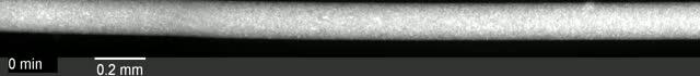 Cellular Self-Destruction at 30 Micrometers Per Minute (1 of 1)