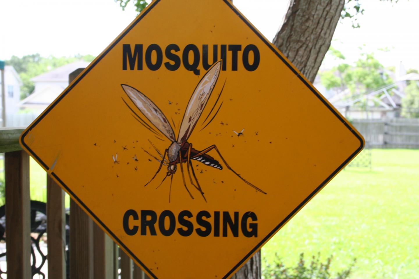 Dengue Represents a Major Health Threat Around the Globe