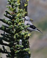 Clark's Nutcracker on Subalpine Fir