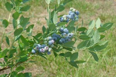 'Blue Suede'
