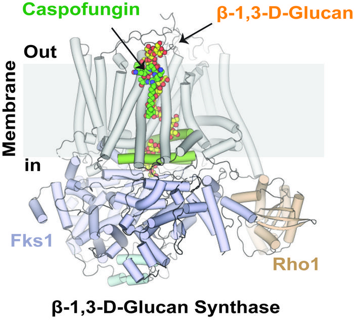 Rendering of caspofungin binding complex