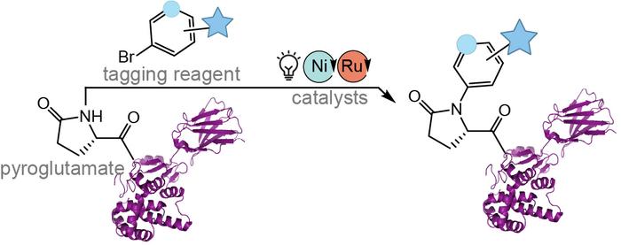 Pyroglutamate Tagging Reaction