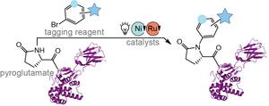 Pyroglutamate Tagging Reaction